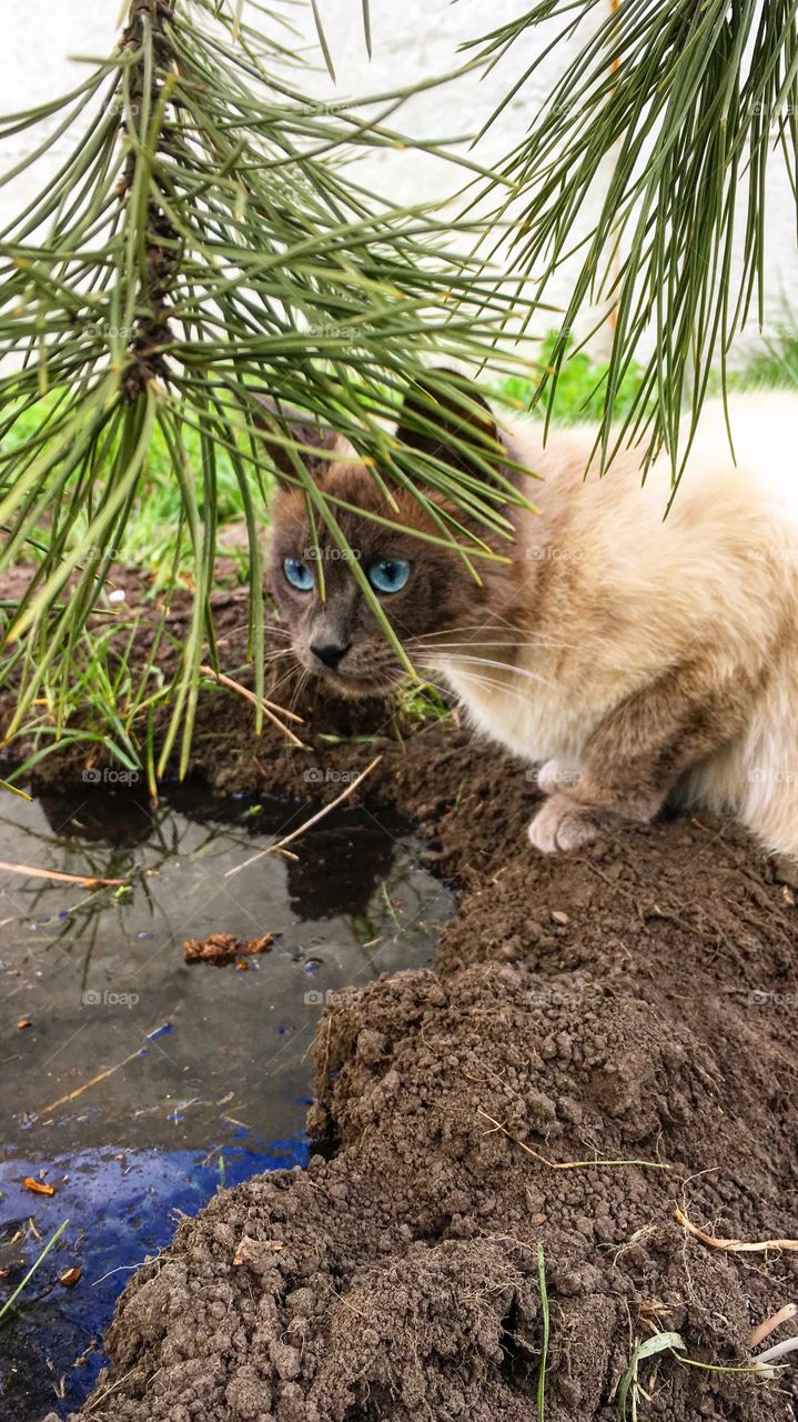 In the garden 