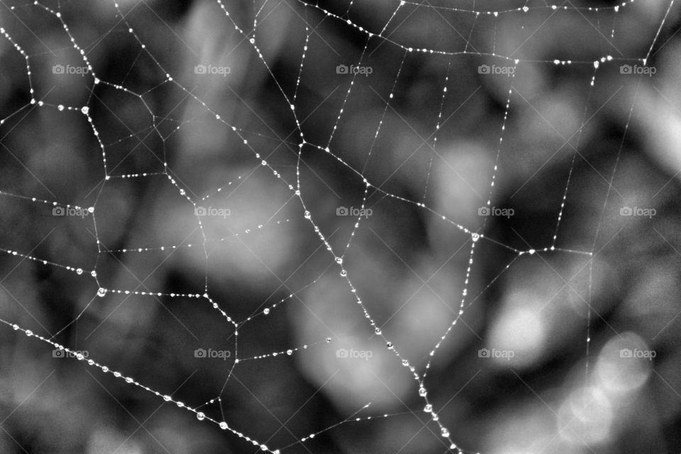 Raindrops creating there magic on a spiders web