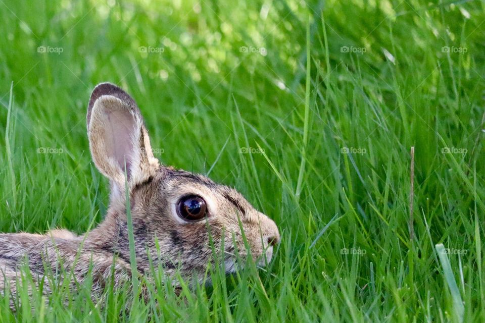 Taking refuge in the lush green grass, a rabbit relaxes on a clear sunny day in a neighborhood backyard 