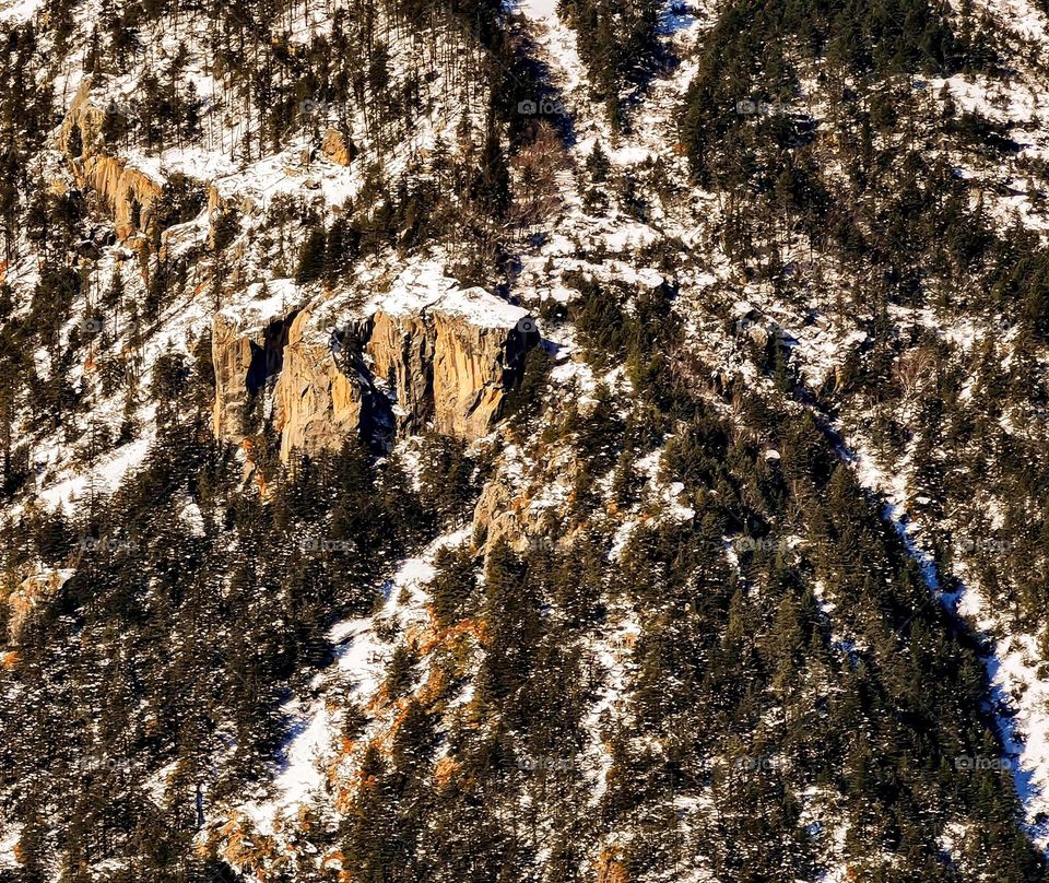 jungle view in winter