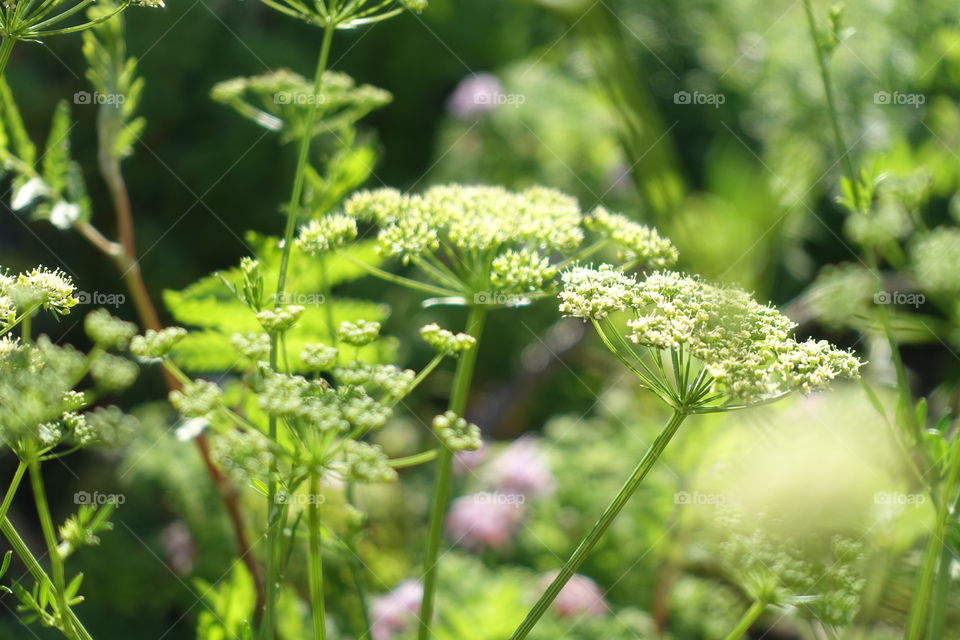 Tiny white flowers called heliotrope are in the spring garden. The buds have also created amazing green colour.