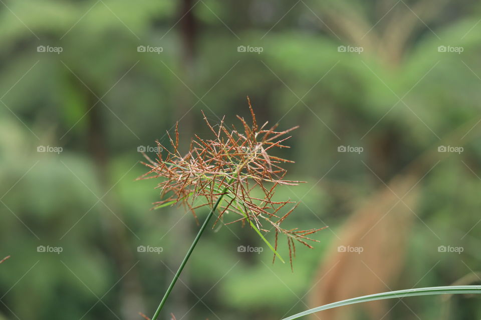 sparkling grass minimalistic