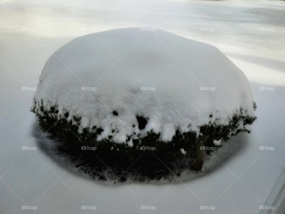 Snow covered bush