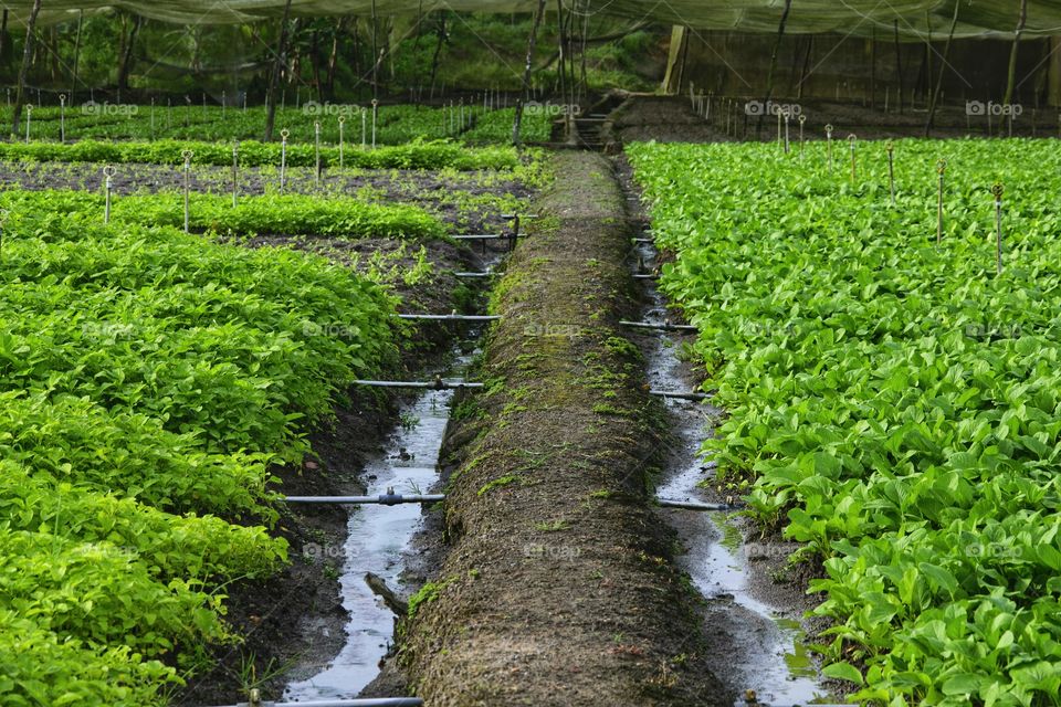 Irrigation agriculture vegetable