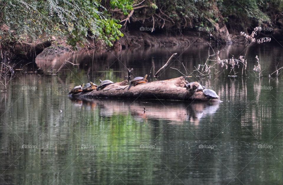 turtles on a log
