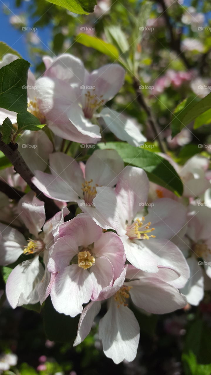 spring apple blossoms