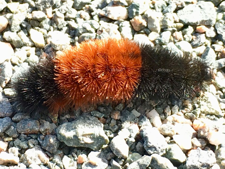 Caterpillar of the Isabella Tiger Moth, or woollybear 