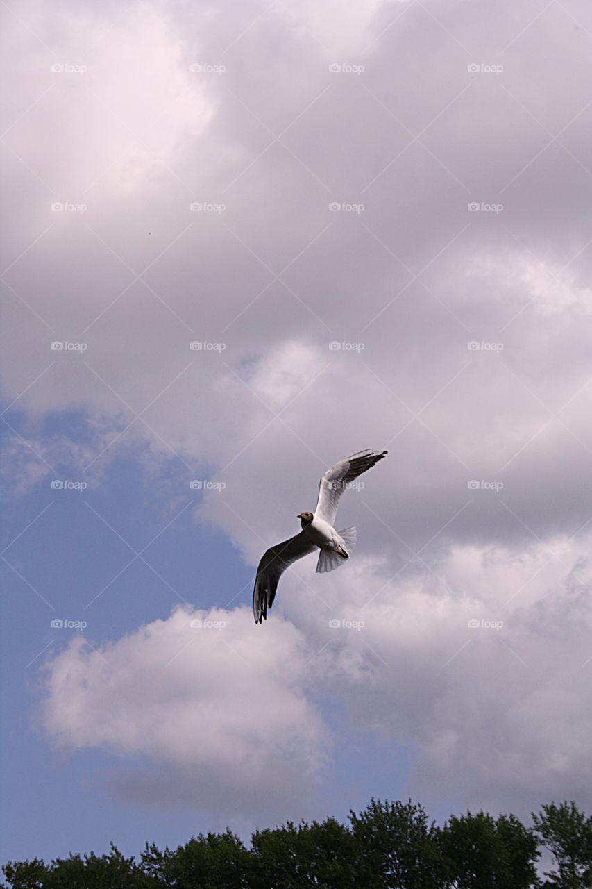 Black-headed gull