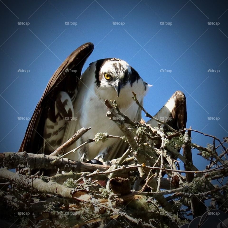 An osprey peers protectively from its nest high above an estuary in Steilacoom, Washington 
