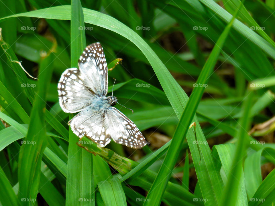 Tropical or common checkered-skipper