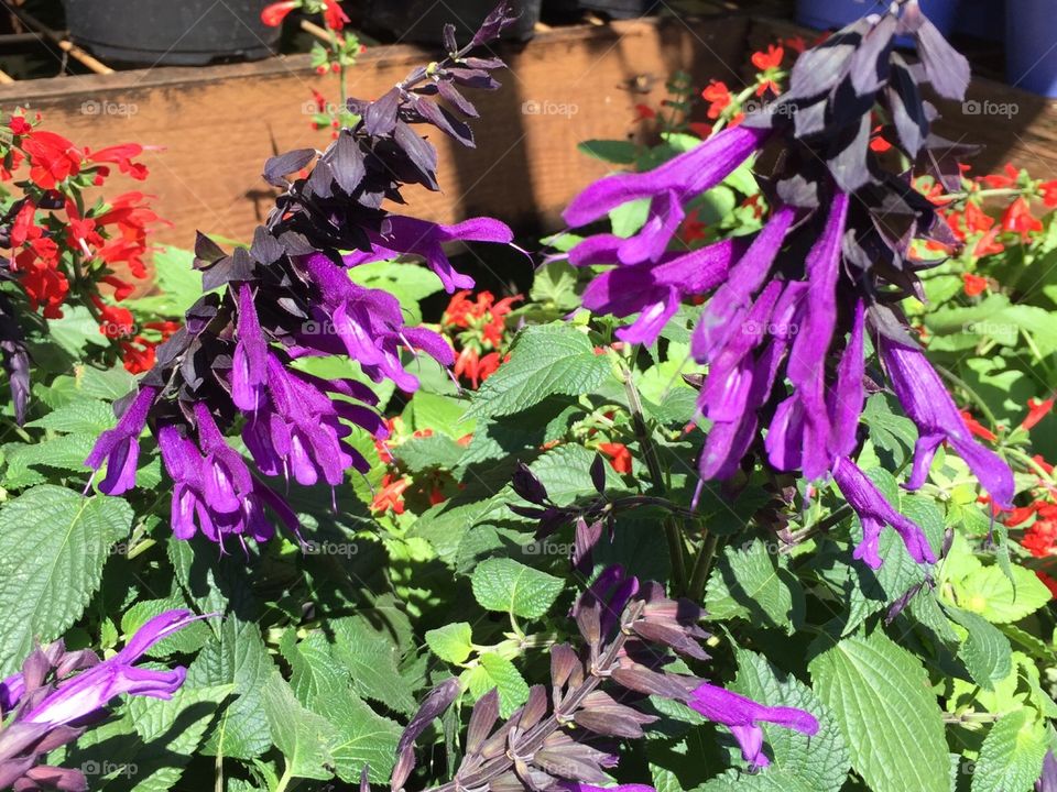 Purple in the garden