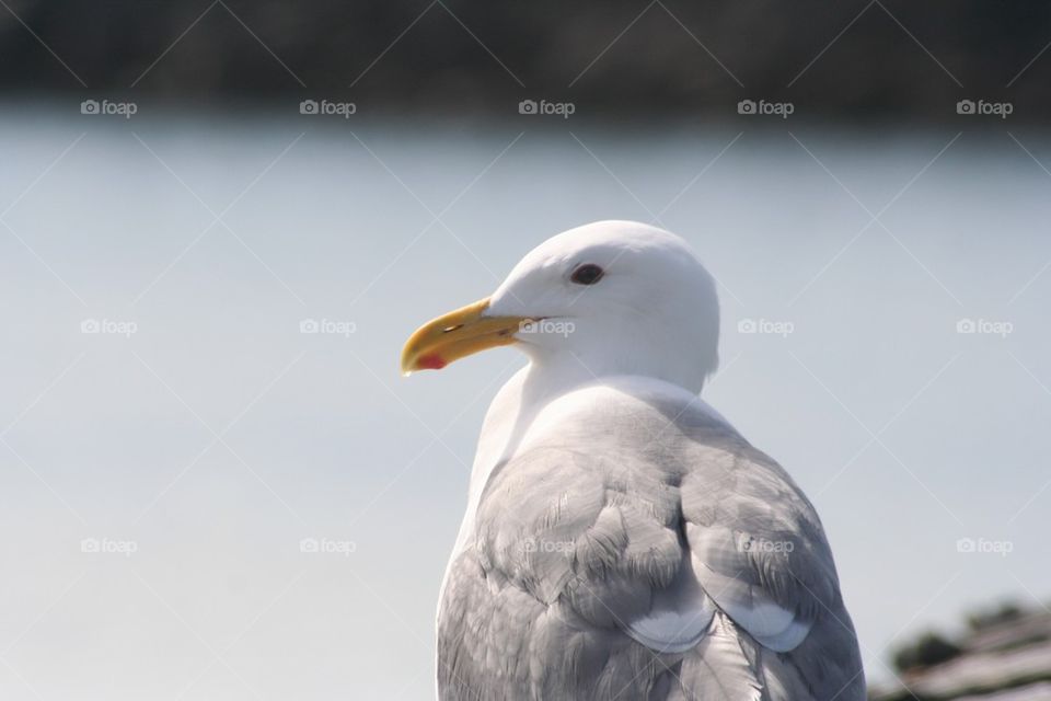 Seagull 