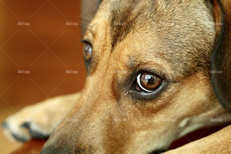 Eyes Dog 