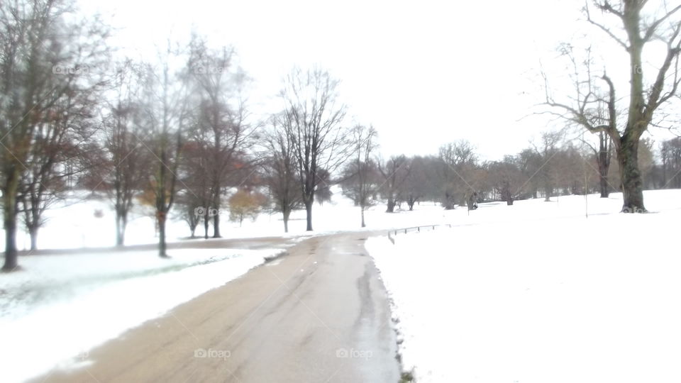 Winter, Snow, Weather, Cold, Tree