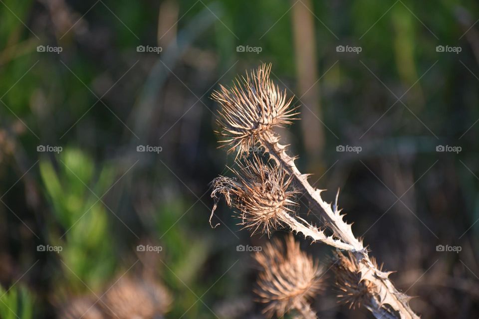 Close up of dry plant