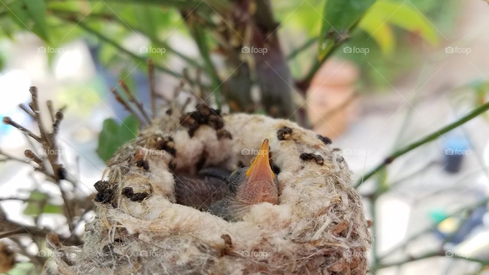 Baby hummingbirds in the nest