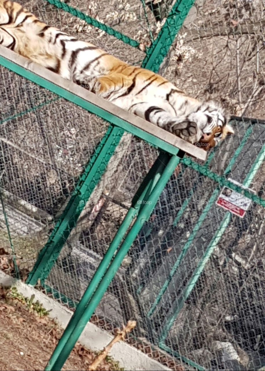 Wild Jungle Tiger Animal Park Zoo