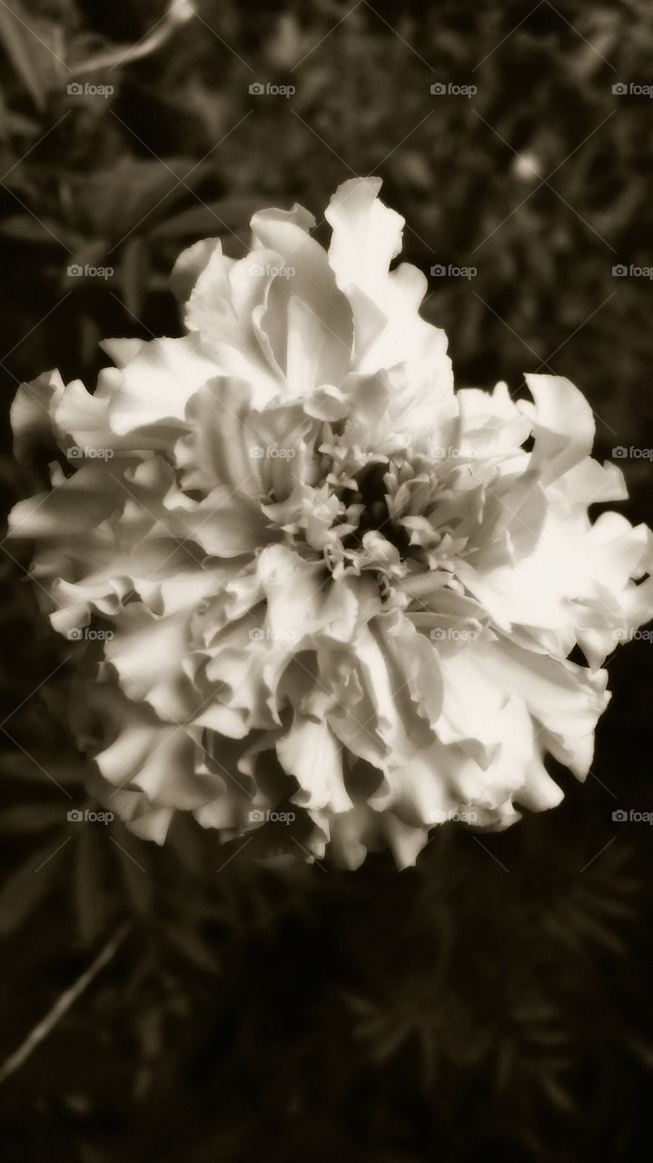 Marigold. Black and white