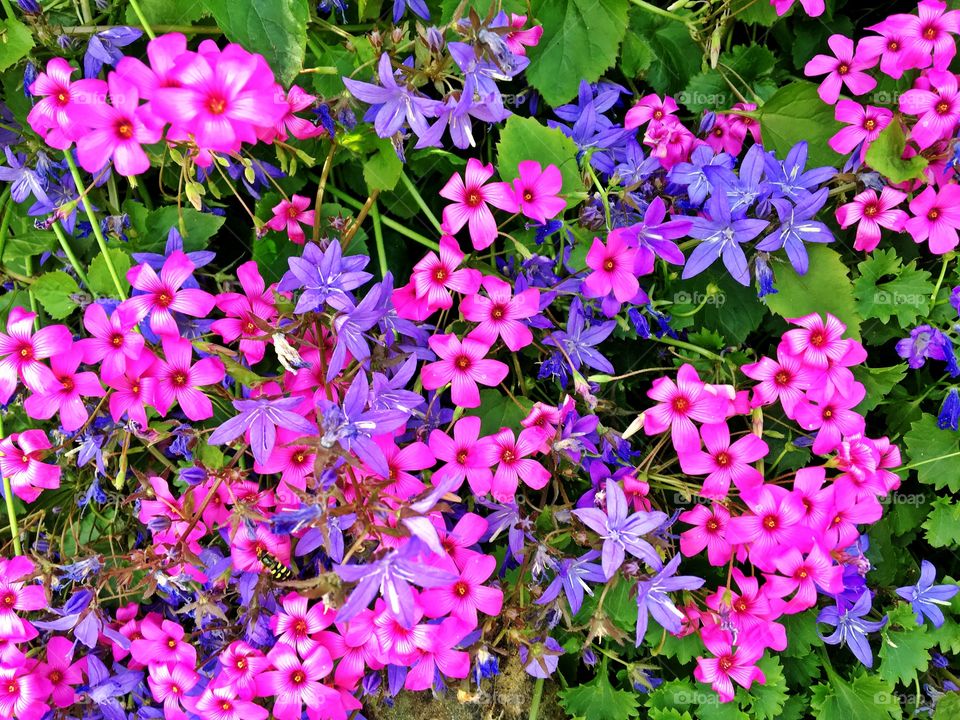 Tiny purple and pink flowers
