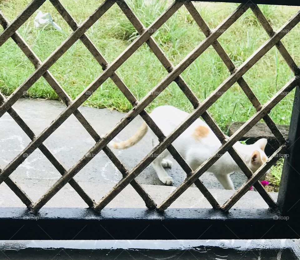 White cat playing outside of gate