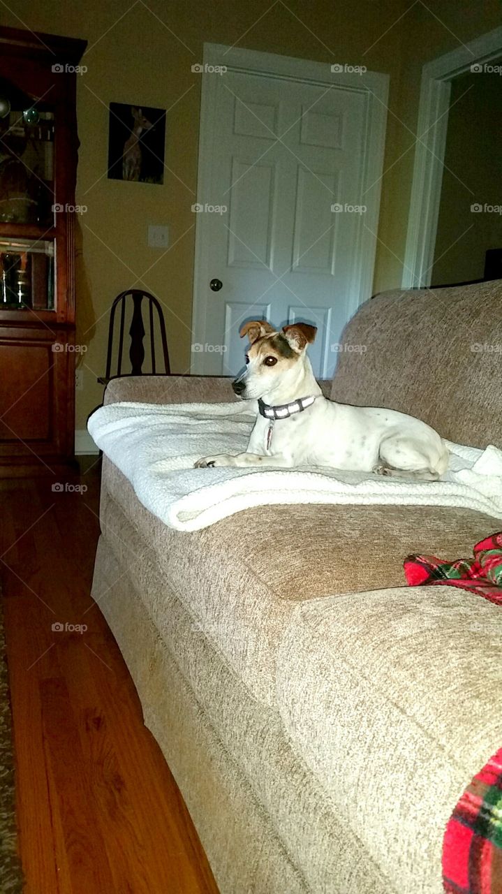 Jack Russell Terrier Territory