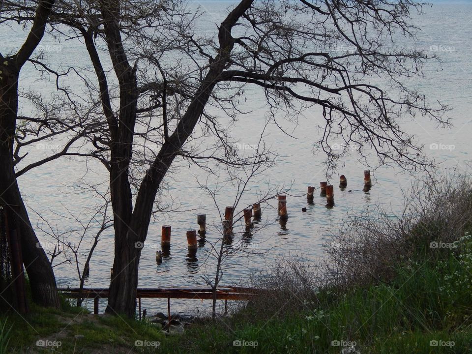 Nature sea tree broken pier seaside coast 