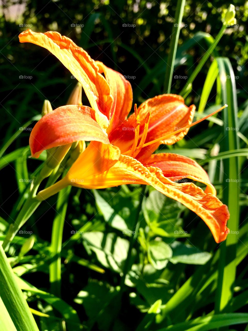 A lily flower lit by the sun