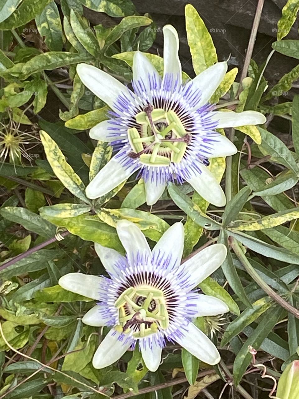 Two eye catching passion flowers in our garden today, that are to starting gorgeous.