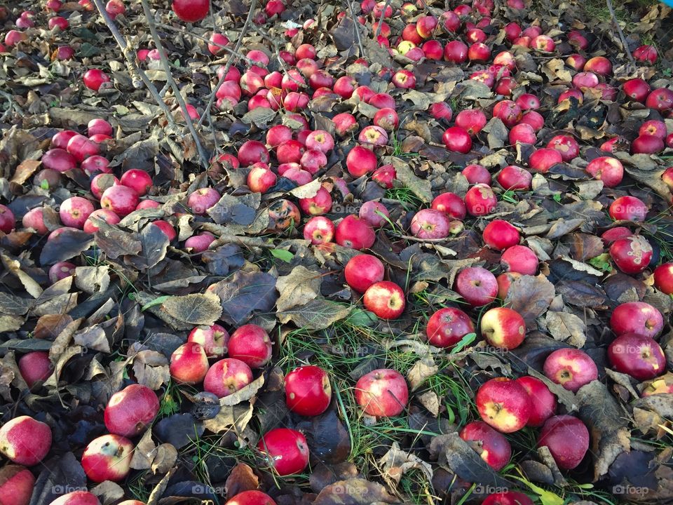 Red apples fallen on the ground