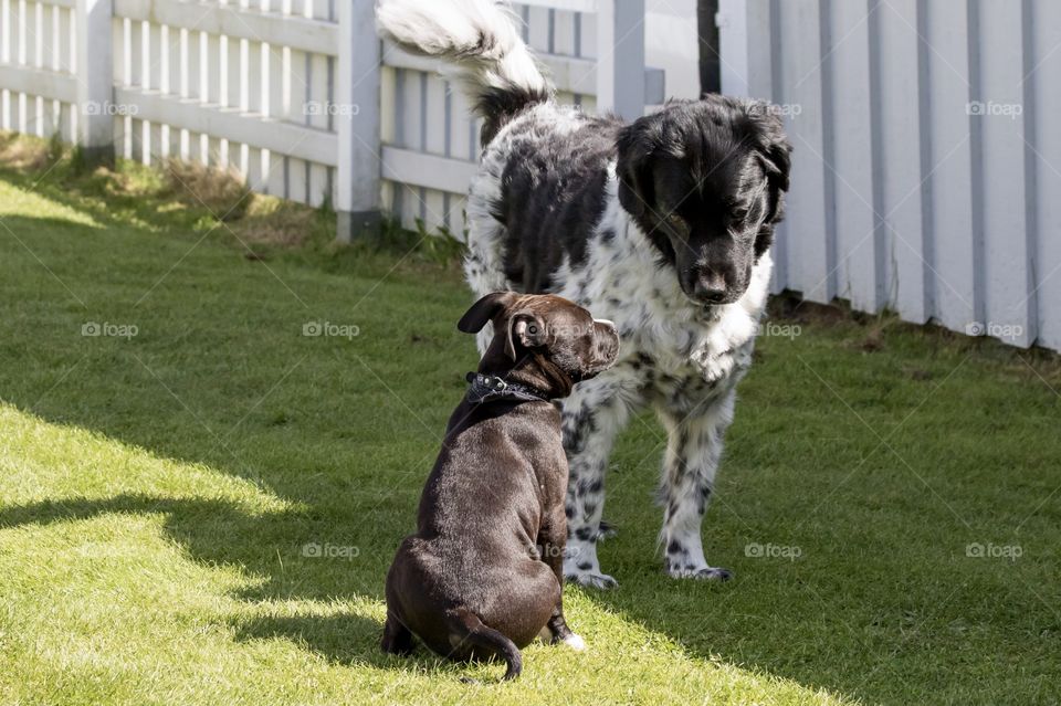 Communication between puppy and older dog - Kommunikation mellan valp och äldre hund
