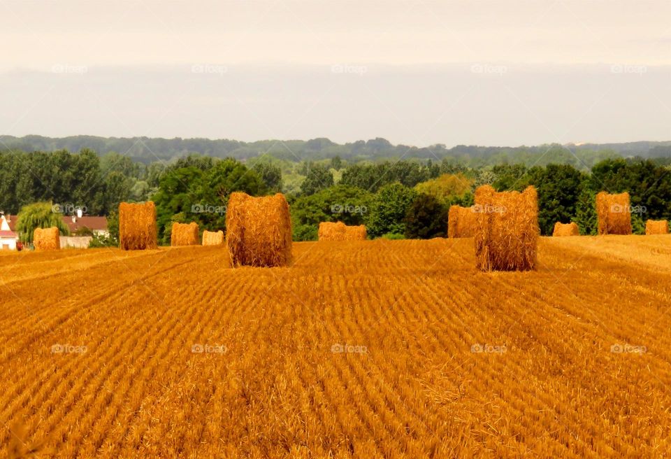 golden haystacks