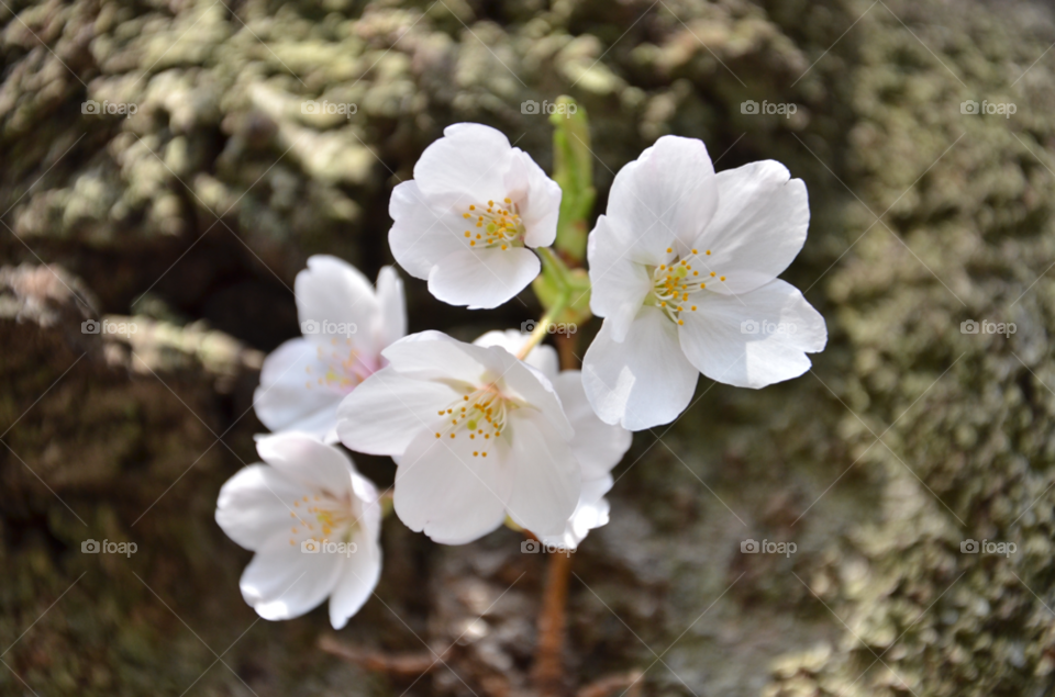 tree spring flowers pink by hugo