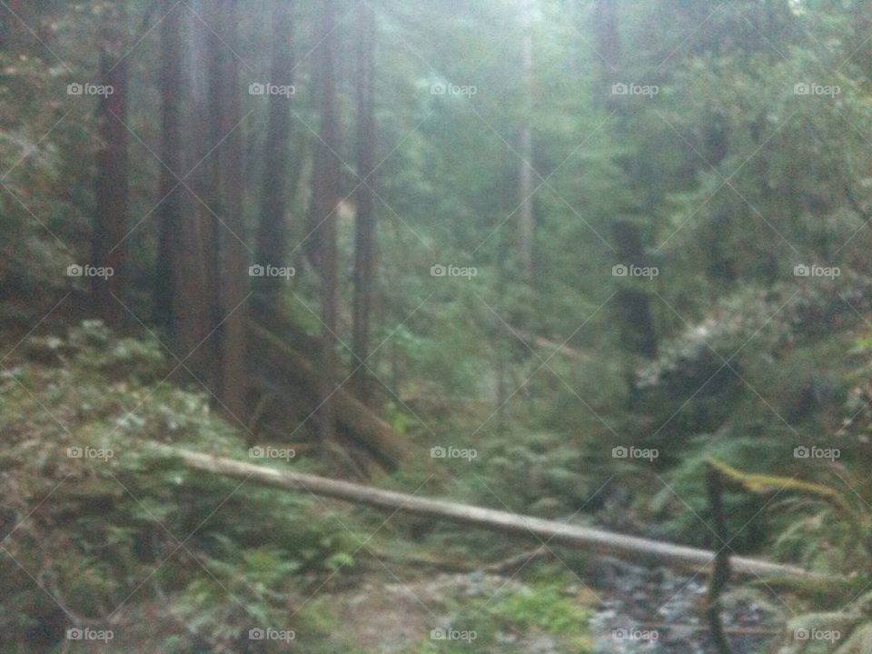 Misty redwoods