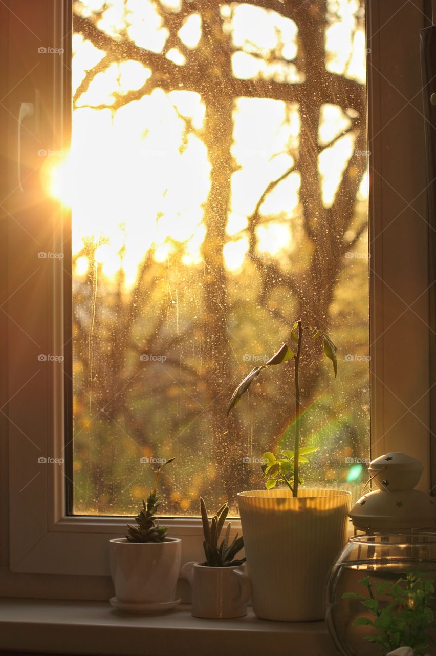 evening in home. flowers on the windowsill