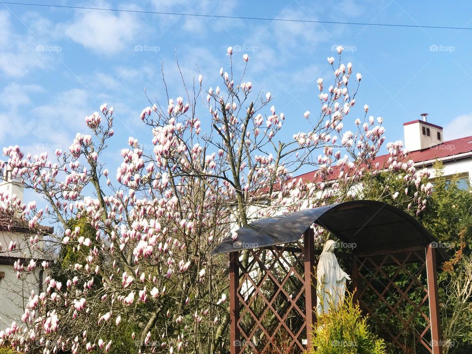 Blossom magnolia 