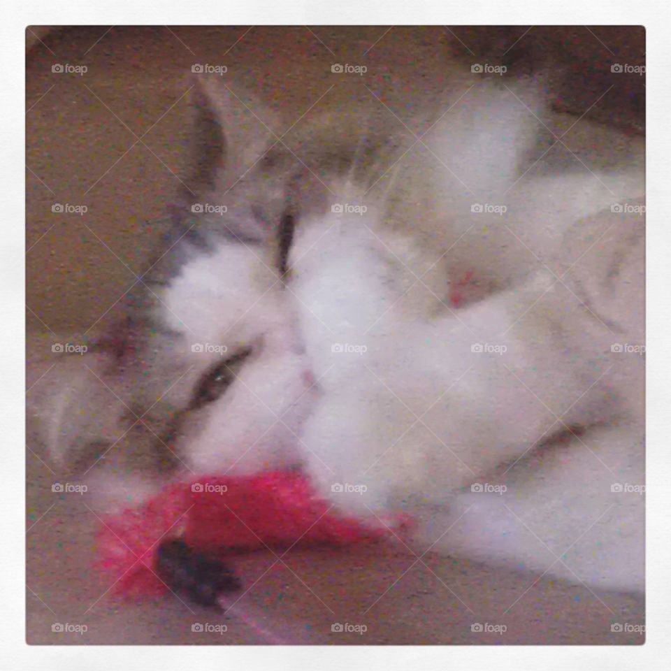 Giggling. kitty smiles with his toy
