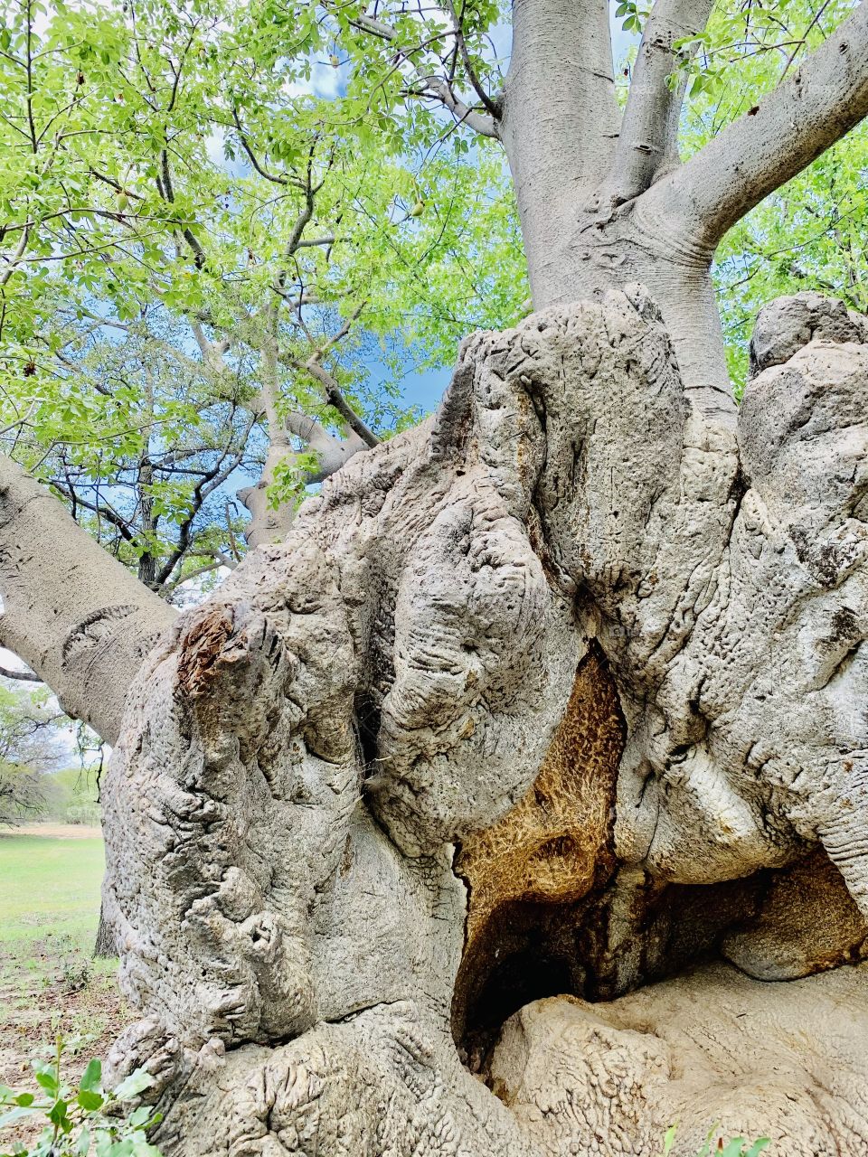 A dark cave in an old fallen baobab giant tree. This trees has fallen probably more than 70 years  ago but is is still alive and happy. It’s cave became home to insects and small wild animals like rats.