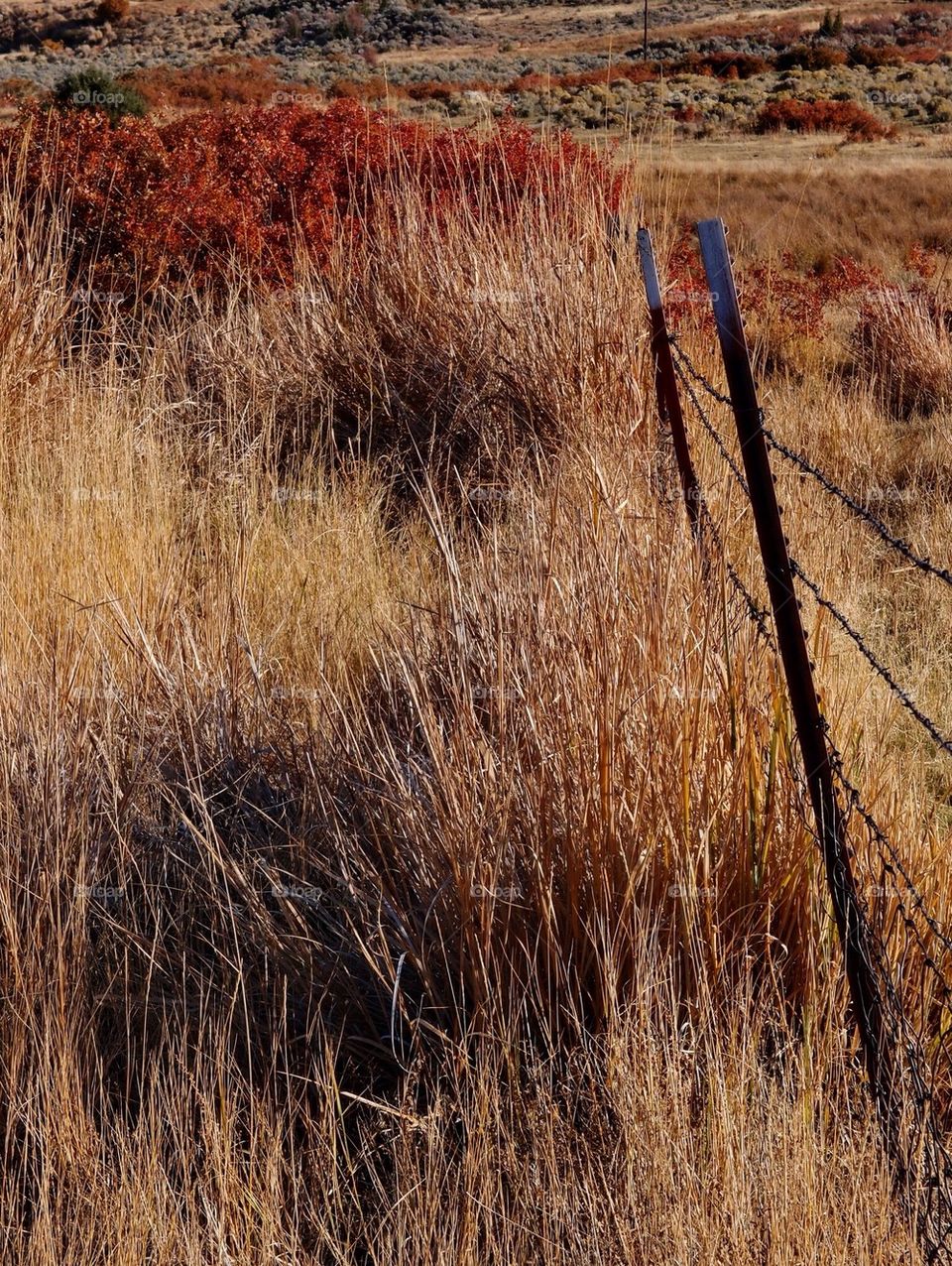 Fall Fenceline