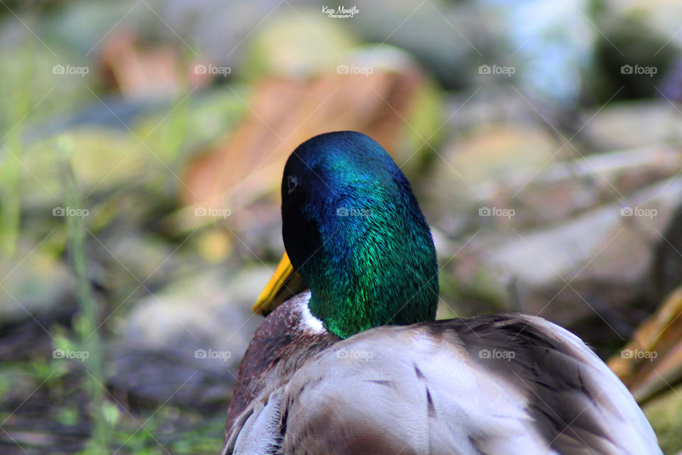 The Mallard