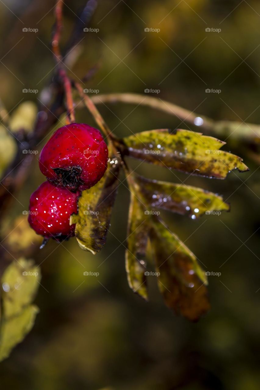 Hawthorn berries covered with dew.