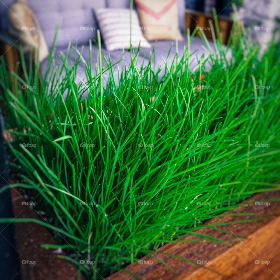 Herbs in a wooden pot on a patio with outdoor furniture