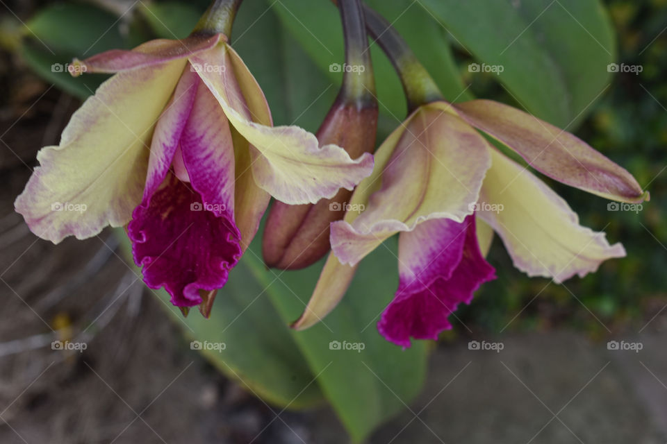 Orchid/Orquídea.