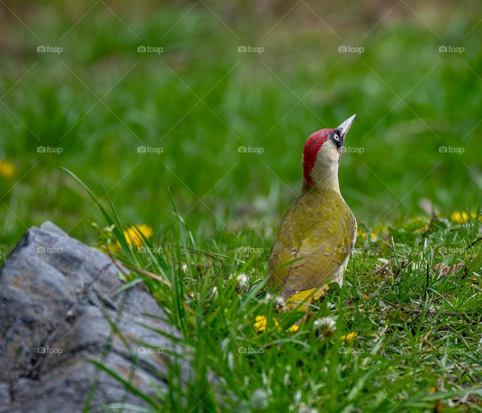 Woodpecker