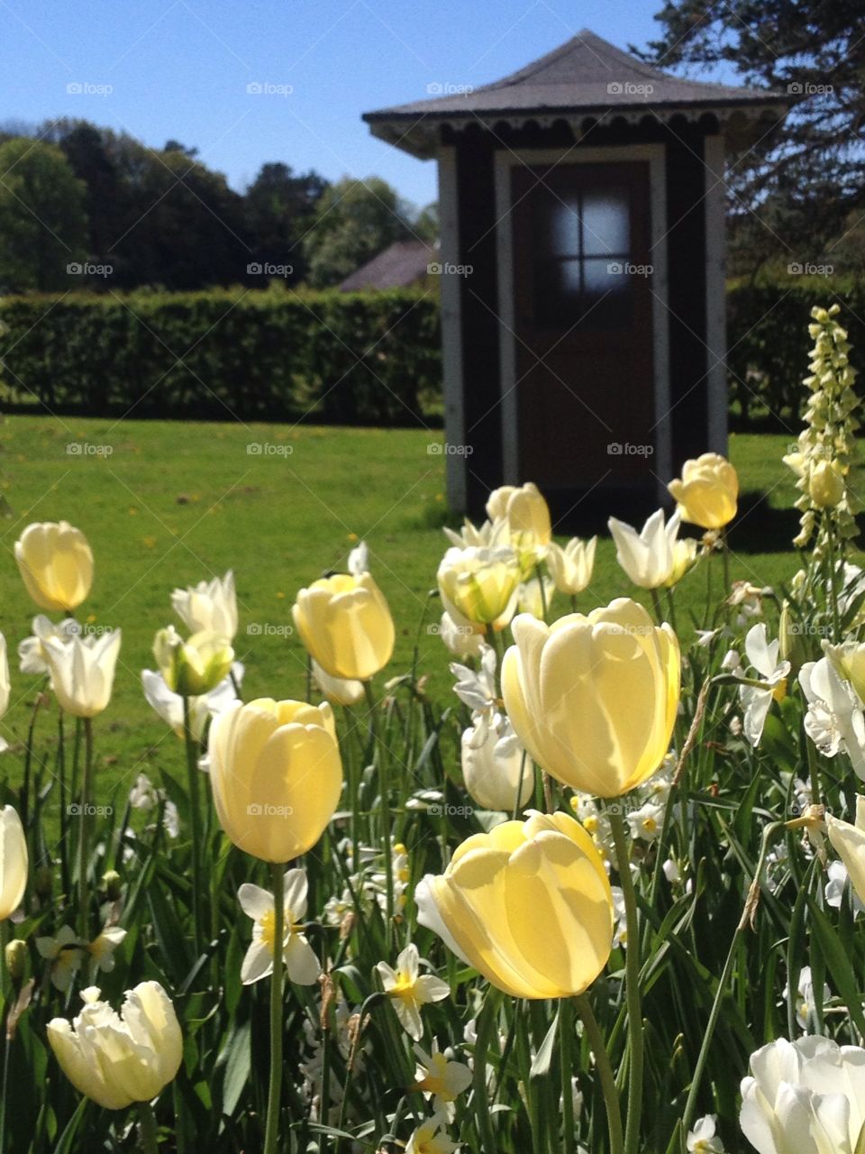 Tulips 