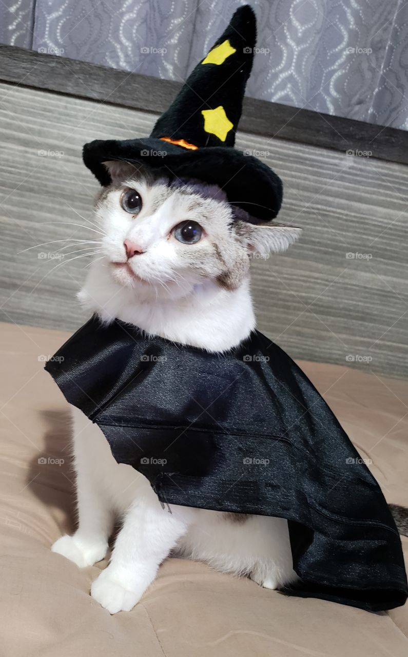 Pet with Halloween costume