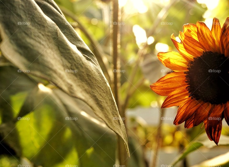 Sunflower Aglow