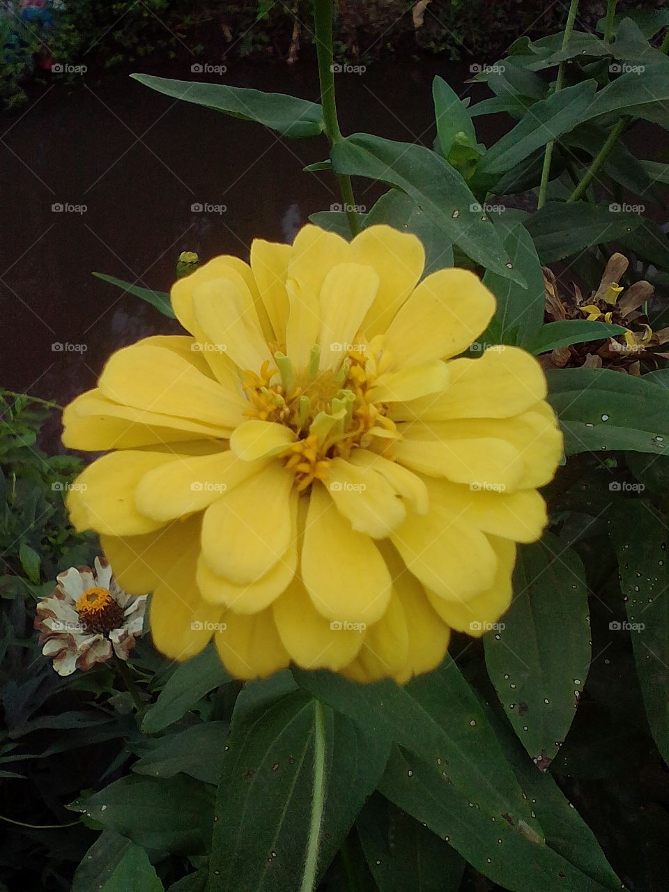 zinnia yellow