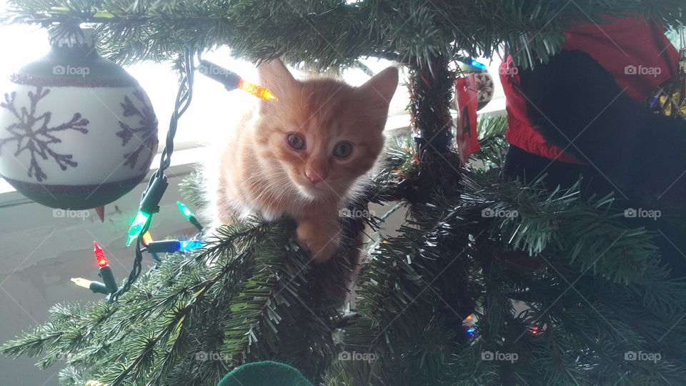 This year's must have, Kittens in a tree