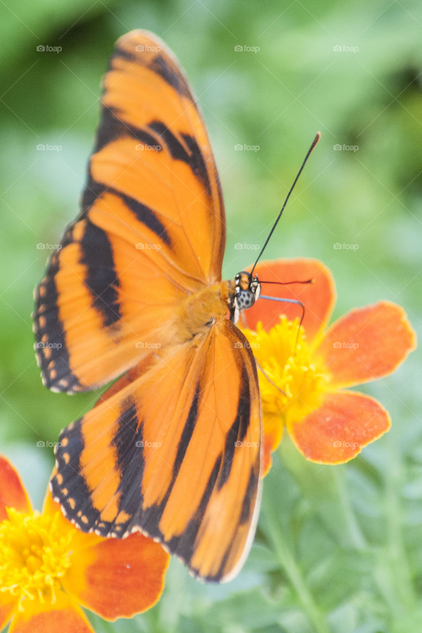 Orange butterfly