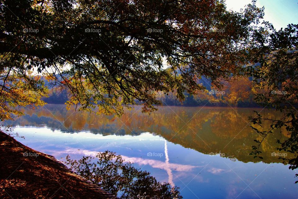 Reflection of trees in lake